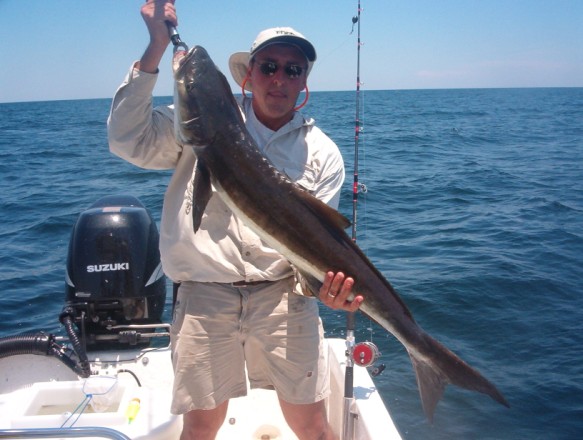 Cobia