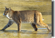 A Bobcat with Mullet at the Refuge